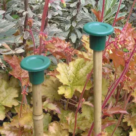 Cane Caps